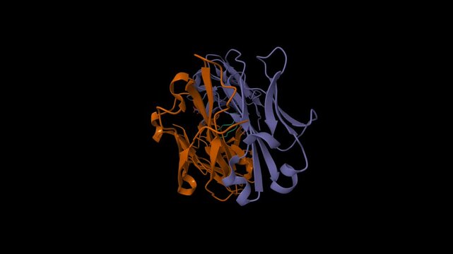 Crystal structure of TAP01 in complex with amyloid beta peptide (green). Animated 3D cartoon and molecular surface models, chain id color scheme, pdb 7ow1, black background
