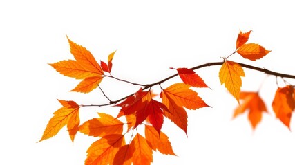 A vibrant branch with fiery orange and red autumn leaves isolated on a pure white background perfect for seasonal designs.