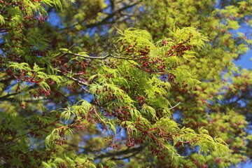 Tree branches with fresh green leaves in early spring