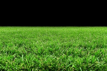Lush green grass field against a black background  Close-up view of blades of grass, vibrant and healthy