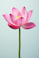 Delicate pink lotus flower blooms on a serene white background, delicate, bloom