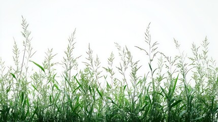 Fresh green grass blades against white background