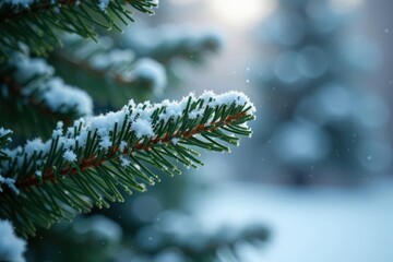 Delicate flakes gently settle on a frosty fir branch, festive decor, evergreen trees, winter wonderland