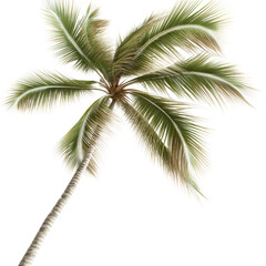 Fototapeta premium Tall tropical palm tree with lush green fronds and a slender trunk isolated on a white background perfect for travel, nature, and tropical themes