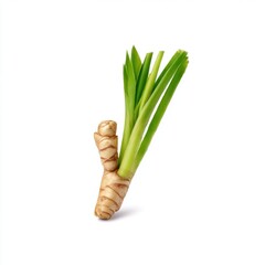 Galangal rhizome with leaves isolated on white background