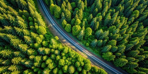 Forest Road Isolation Drone Aerial View, solitary path, forest road