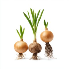 Three onions with sprouts isolated on white background