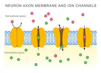Neuron axon membrane and ion channels