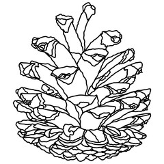Illustrated decorative outlined pine cone seed line art illustration graphic element. Outline pine cone for drawing page.
