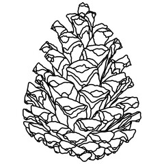 Illustrated decorative outlined pine cone seed line art illustration graphic element. Outline pine cone for drawing page.
