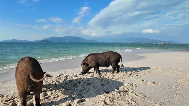 Pig Island Thailand popular tour excursion holiday destination Southeast Asia Koh Samui