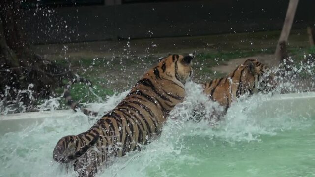 Two tigers play and spar together in a swimming pool. Filmed in slow motion.