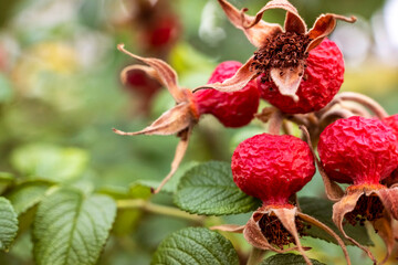 Close-up of Ripe Red Rose Hips on a Bush