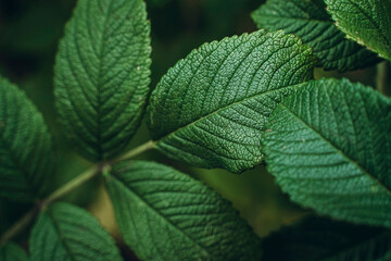 Detailed view of vibrant green leaves showing intricate patterns and textures in natural light. Highlights the beauty of foliage and the lushness of plant life.