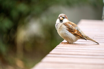 Sparrow perched calmly on a wooden surface, capturing a moment of tranquility. The bird's detailed plumage and soft expression provide a serene atmosphere within a natural setting.