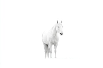Obraz premium capture minimalistic image of majestic horse standing proudly isolated against pristine white background with ample