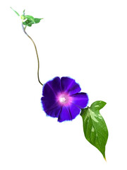 青い朝顔の花・葉・蔓・つぼみ
