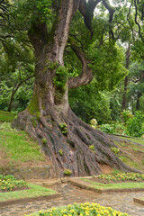 very large tree with thick, textured trunk and visible spreading root system at its base, dark brown color mature and old tree base in the garden, soft focus