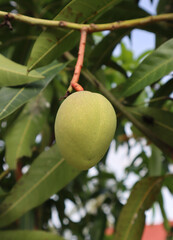 Fresh green mango fruit hanging on a tree branch with natural leaves in the background. Perfect for agriculture, tropical fruit, or organic farming visuals.