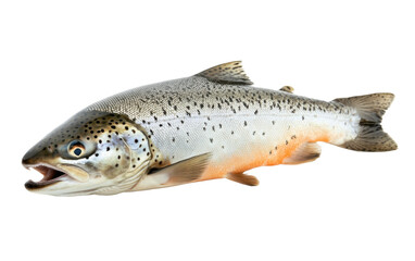 Obraz premium Single raw trout fish.