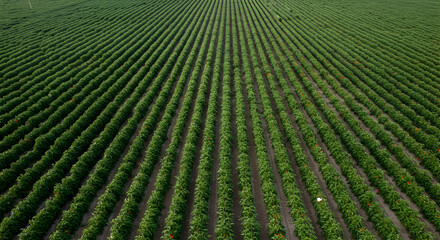 Aerial View of a Large Agricultural Field with Rows of Green Crops