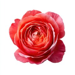 A beautiful rose flower close up on white background