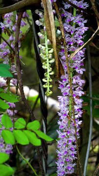 Kapou phul commonly known as the Foxtail Orchid of Assam in HD vertical video format