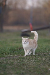 cat on the grass