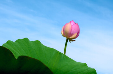 Lotus flower (Nelumbo, Nelumbo nucifera, Nelumbo komarovii)..Beautiful rare blooming lotus against...