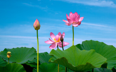 Fototapeta premium Lotus flower (Nelumbo, Nelumbo nucifera, Nelumbo komarovii)..Beautiful rare blooming lotus against blue sky