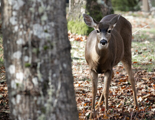 Deer Standing in a Forest Clearing on a Fall Day
