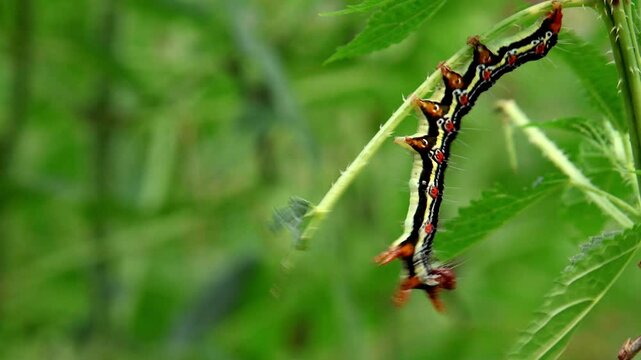 Close-up video of a  ramie moth  (Arcte coerula) caterpillar swinging rapidly on a leaf&mdash;a motion that mimics disturbance and deters predators.
