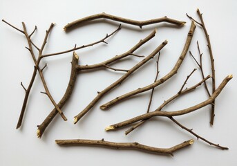 Obraz premium Scattered brown twigs with some small branches on a white surface in a studio setting for nature themes