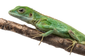 Fototapeta premium Close-up of vibrant green lizard resting on a branch against a black background, cut out