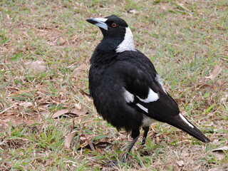 Pied Magpie