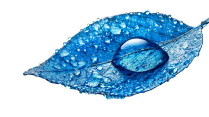 Blue leaf with water drops, cut out transparent
