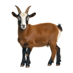 Obraz premium Beautiful brown goat with curved horns, short beard, white markings on face and legs, standing on white background showcasing detailed fur, eyes, and posture