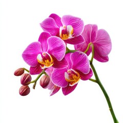 Obraz premium Pink orchid blossoms close up view on white background