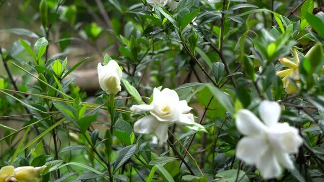 Togor Phool or Crape Jasmine or Chandni fower 3