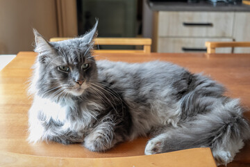 Closed up of domestic adorable black grey Maine Coon kitten