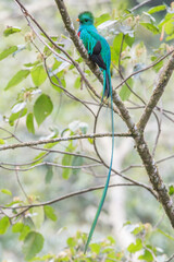Resplendent Quetzal, Pharomachrus mocinno, from Savegre in Costa Rica with blurred green forest in background. Magnificent sacred green and red bird
