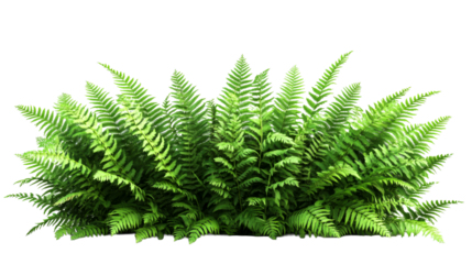 Lush green fern thicket, cut out transparent