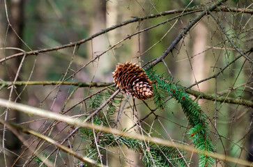 Forest pine cone resting quietly on evergreen branch in peaceful woodland stillness. A pine cone hangs still on fir branch, captured mid-frame in soft forest light with calm, earthy mood.