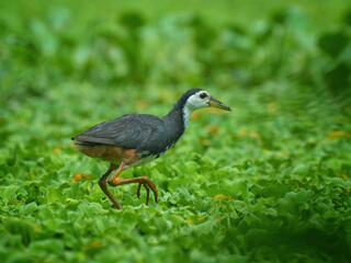 You can keep these pictures if you want and use them as wallpaper on the wall. The pictures will enhance your beauty.