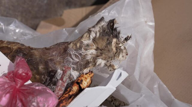 A dead cat hit by a car on the road