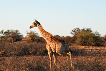 Giraffe in der Wildnis der Kalahari in Namibia