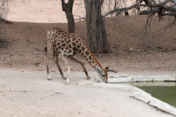 Giraffe trinkt am Wasserloch