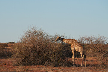 Giraffe in der Wildnis der Kalahari in Namibia