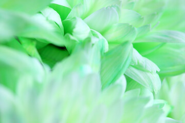 Soft Green Floral Background with Delicate Petals and Texture