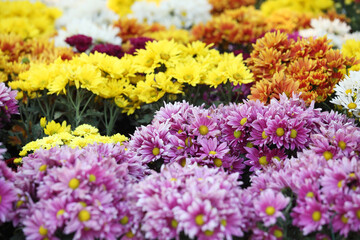 Vibrant Colorful Flowers in Full Bloom at a Garden Display